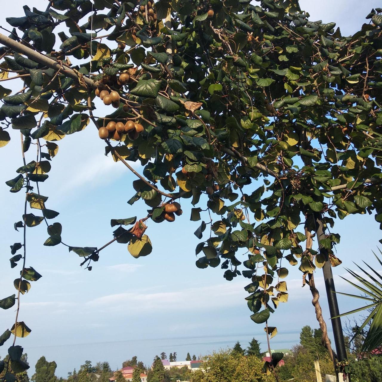 Kemeni Gardens 호텔 바투미 외부 사진